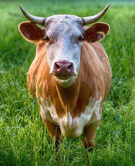 livestock Productivity